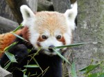 2020-03-06-00-Schönbrunn-Tiergarten-Roter-Panda
