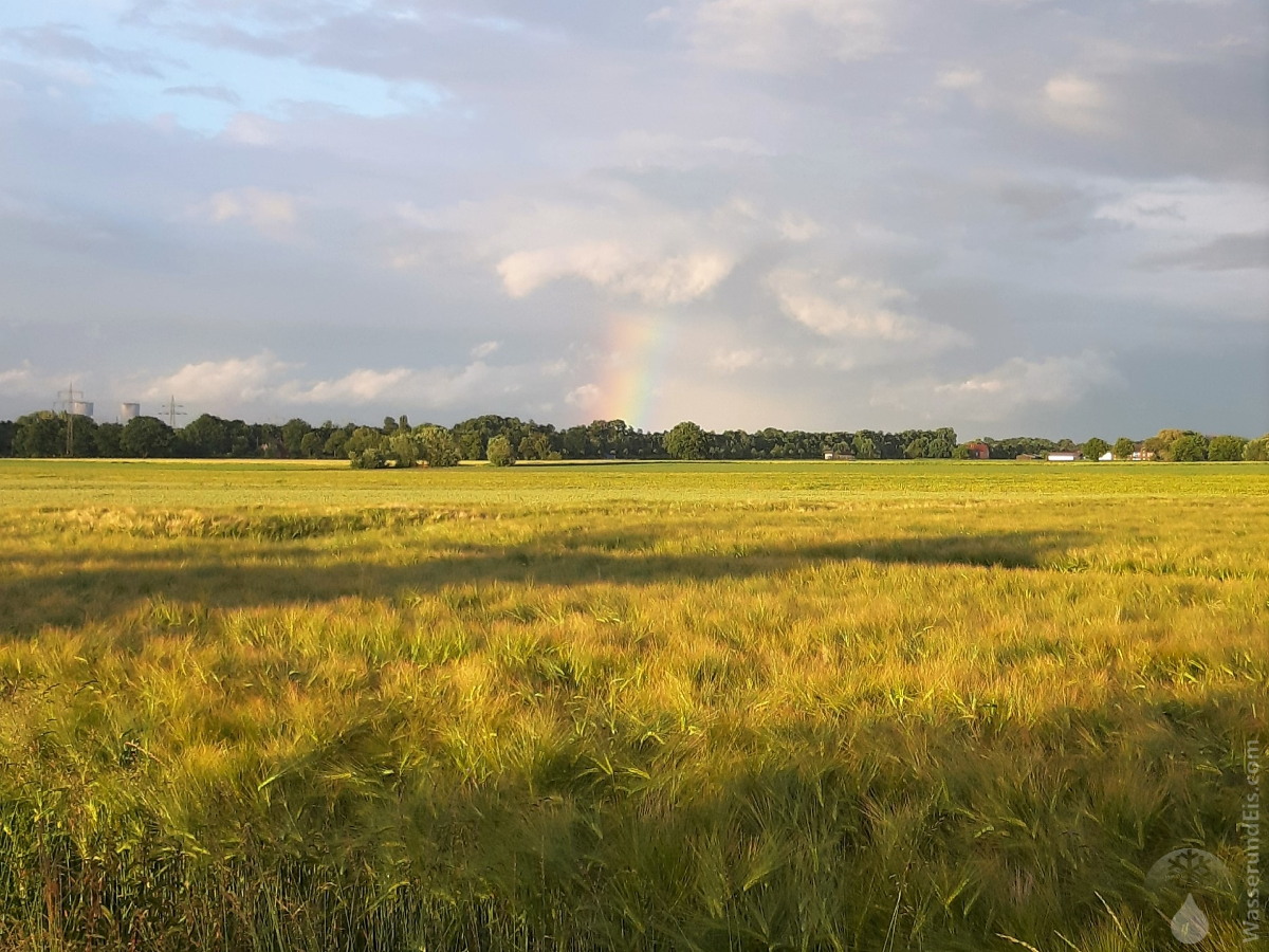 #Regenbogen Hamm Kornfeld