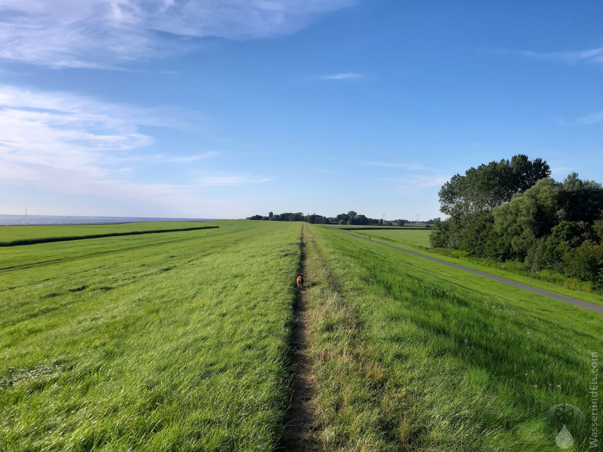 #Imsum Weddewarden Deich 2020