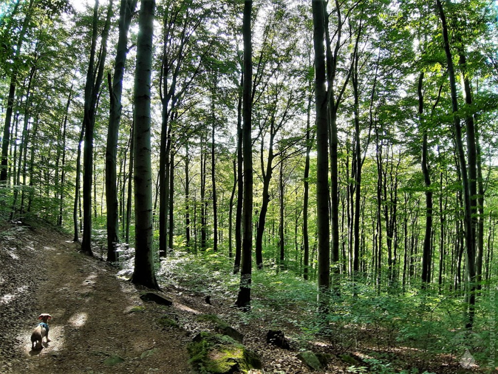 Buchenwald am Ettersklippenweg.