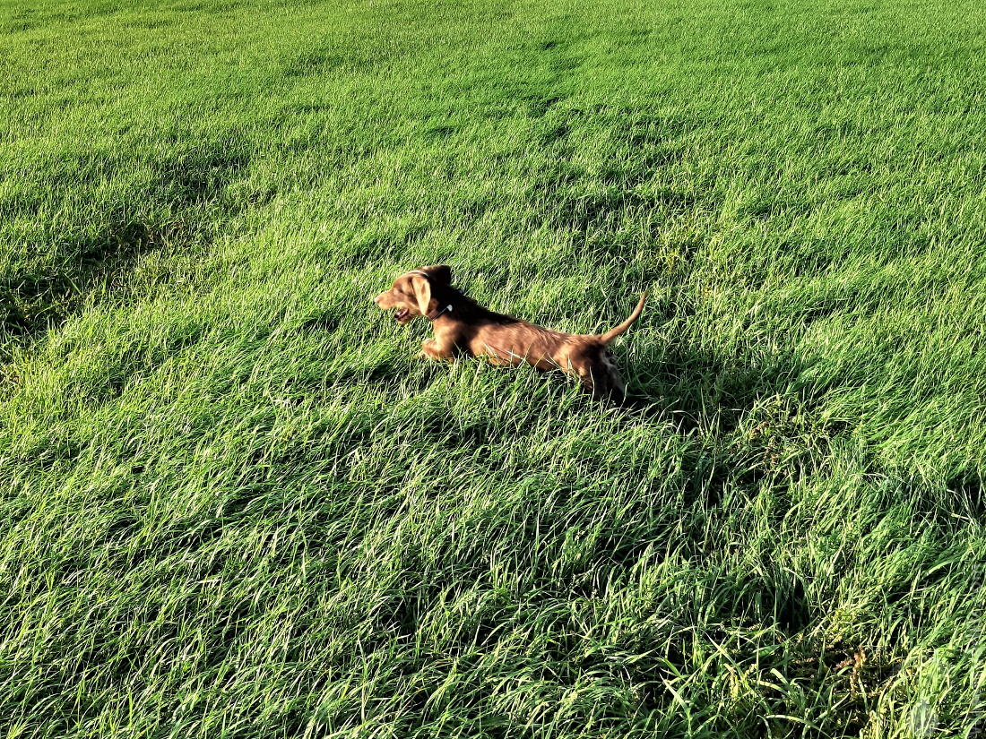 #Solthörn Dackel Gras 2020