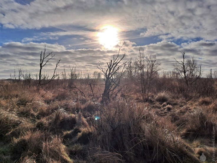 Anders als alle anderen Strände an der niedersächsische Festlandsküste, verfügt Schillig über einen breites, sandiges, mit Dünen durchsetztes Vorland. Hier der Geisterwald.